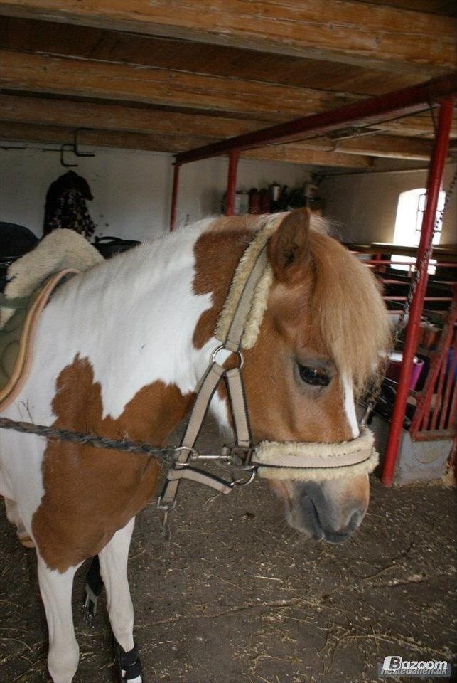 Pinto LAUGES FIONA billede 17