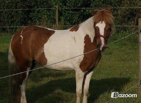 Pinto LAUGES FIONA billede 20