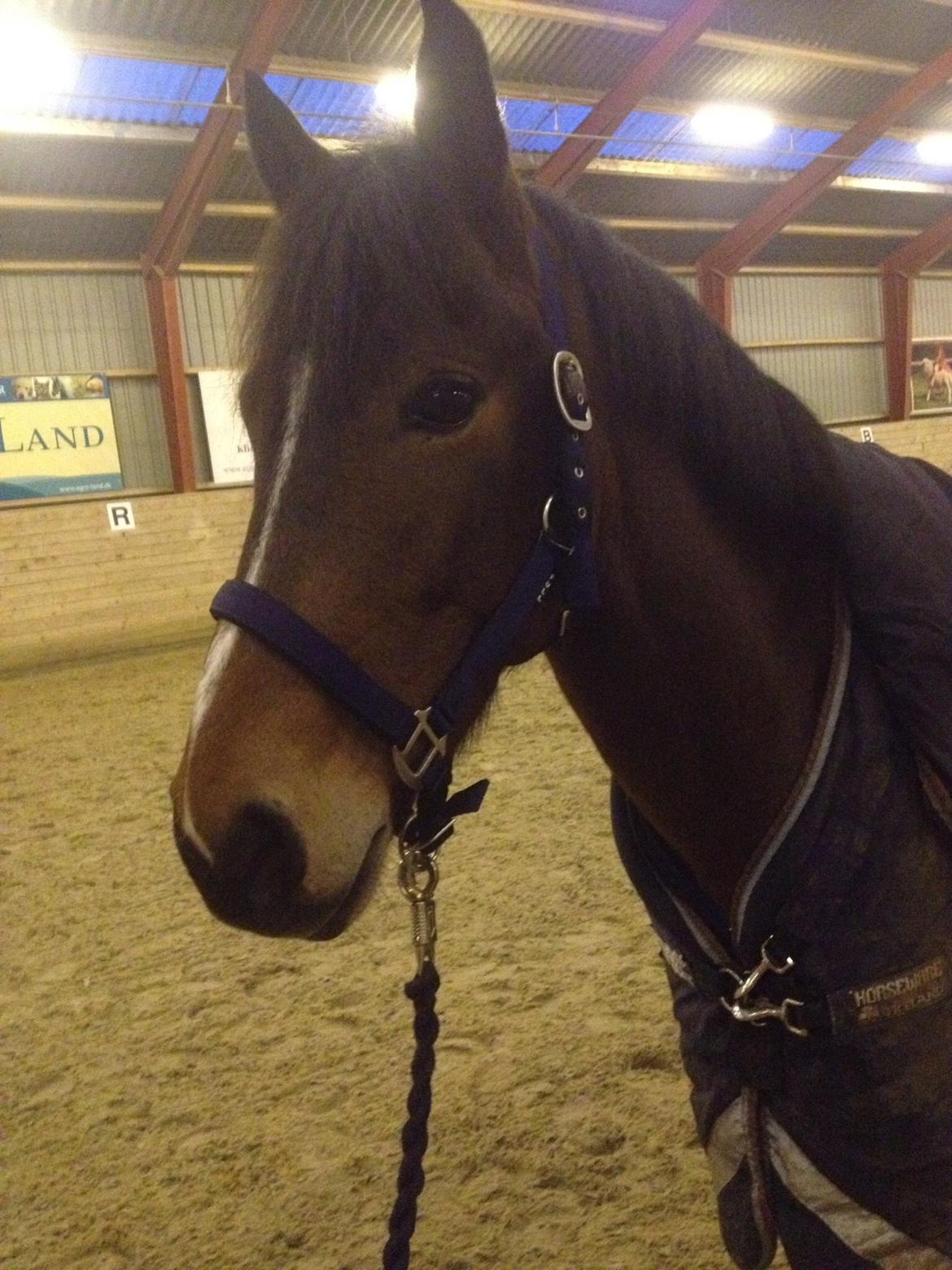 Hollandsk Sportspony Ten Ankers Tommyhon. (Cosmo). - Verdens bedste og smukkeste pony! billede 11