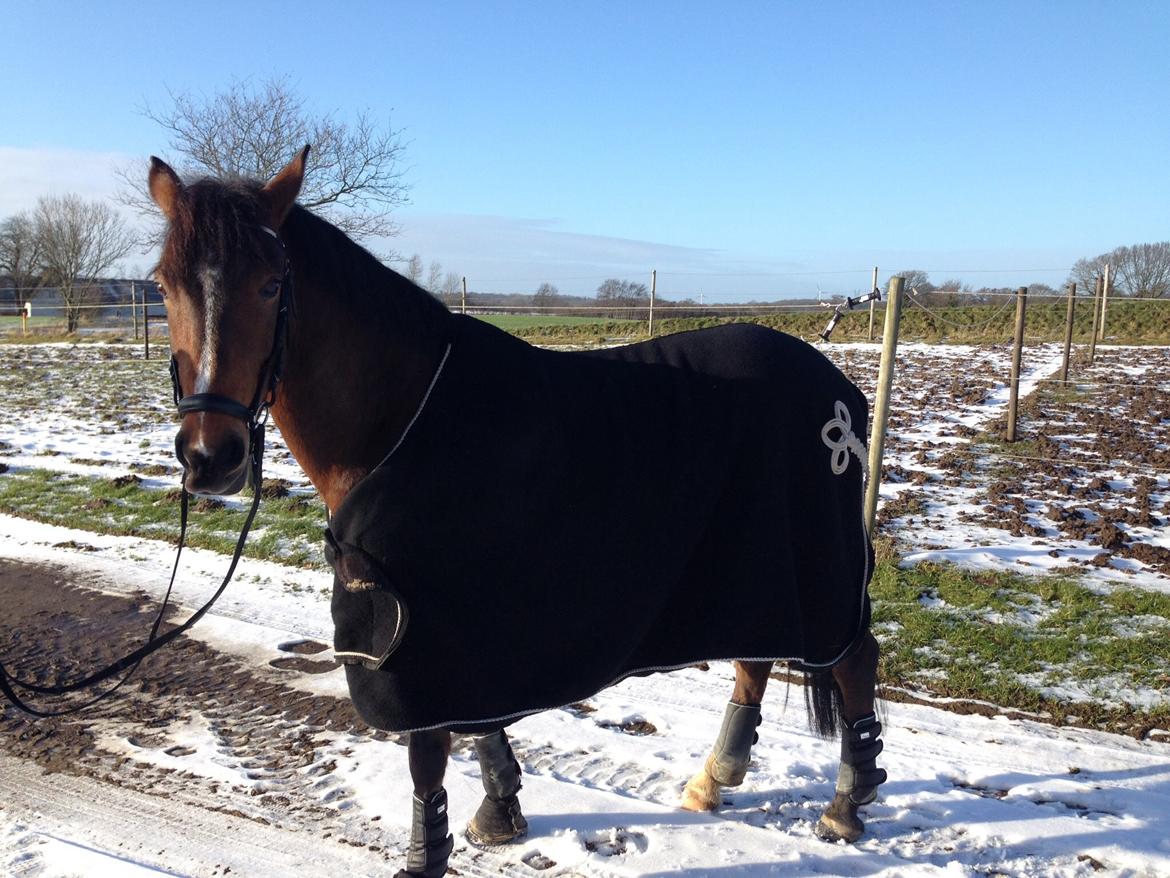 Hollandsk Sportspony Ten Ankers Tommyhon. (Cosmo). - Smuk pony!🐴 billede 14