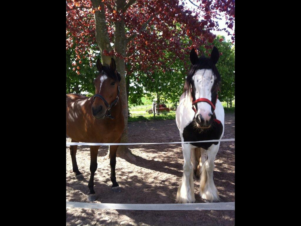 Irish Cob Holly - På fold billede 1