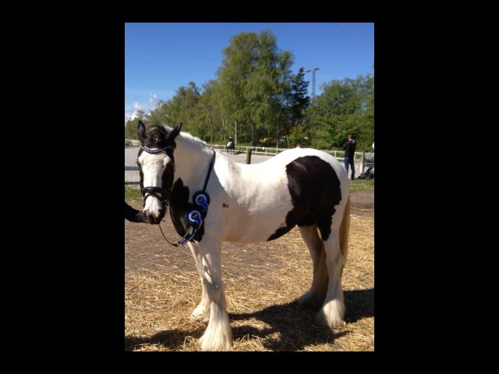 Irish Cob Holly billede 2