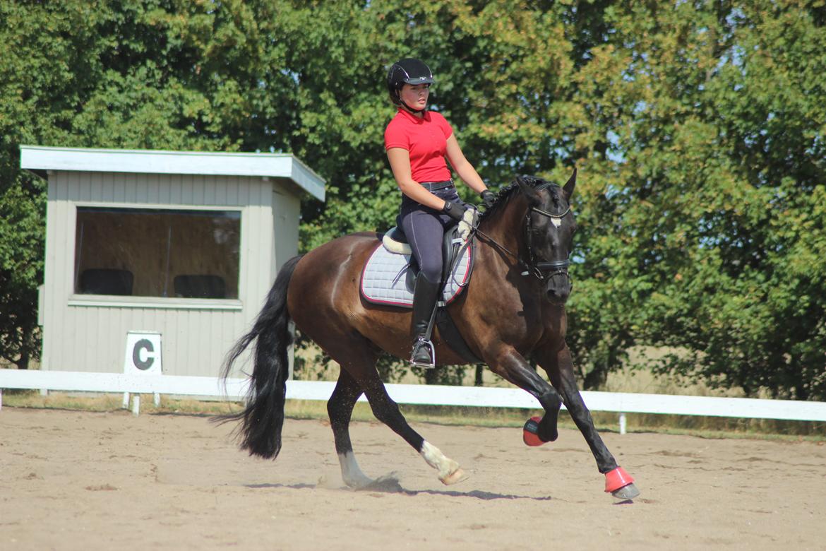 Welsh Cob (sec D) Dynamite Bogart - Verdens bedste bob ♥ billede 7