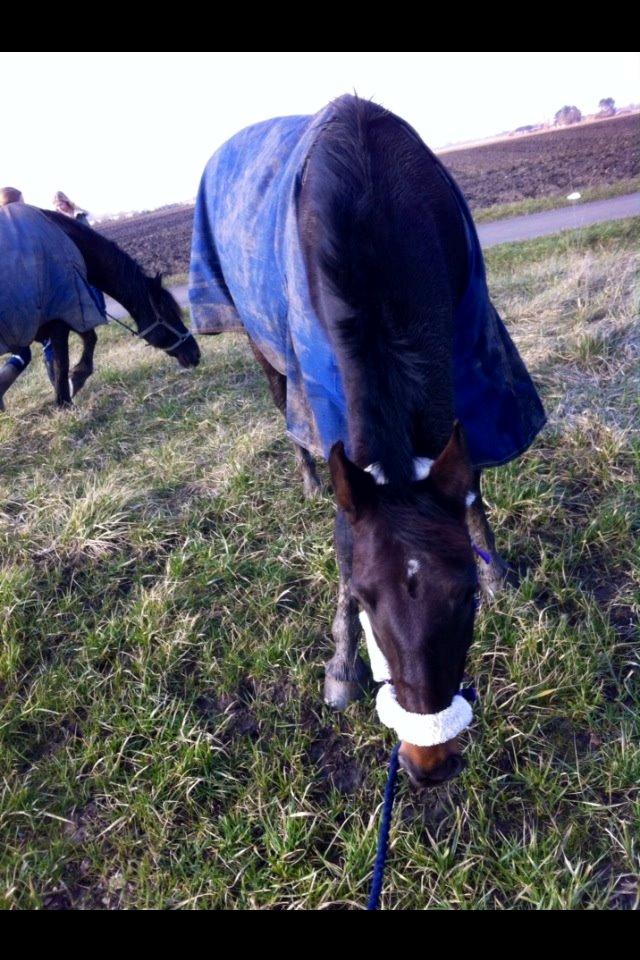 Anden særlig race Maddie Laine billede 4