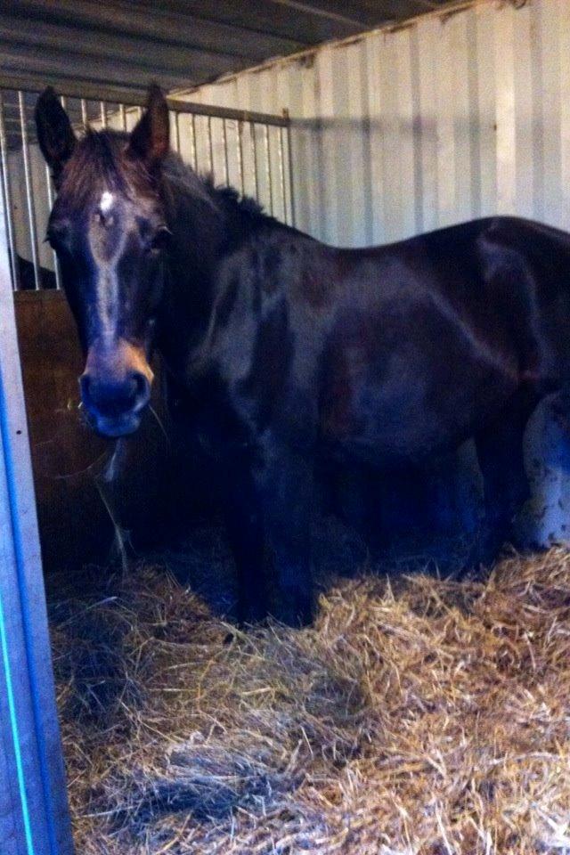 Anden særlig race Maddie Laine billede 8