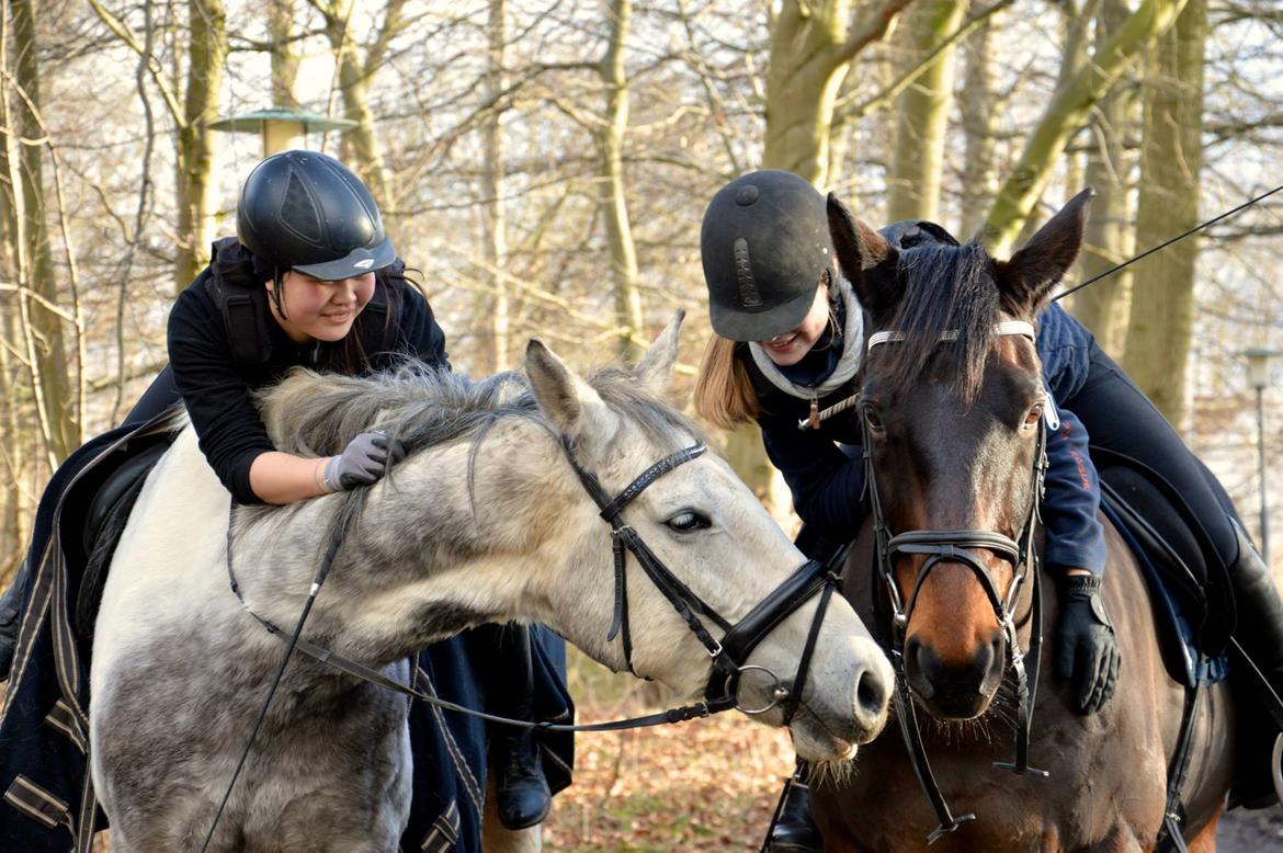 Knabstrupper Søgaardens Marlboro - Med de søde på tur <3 billede 15
