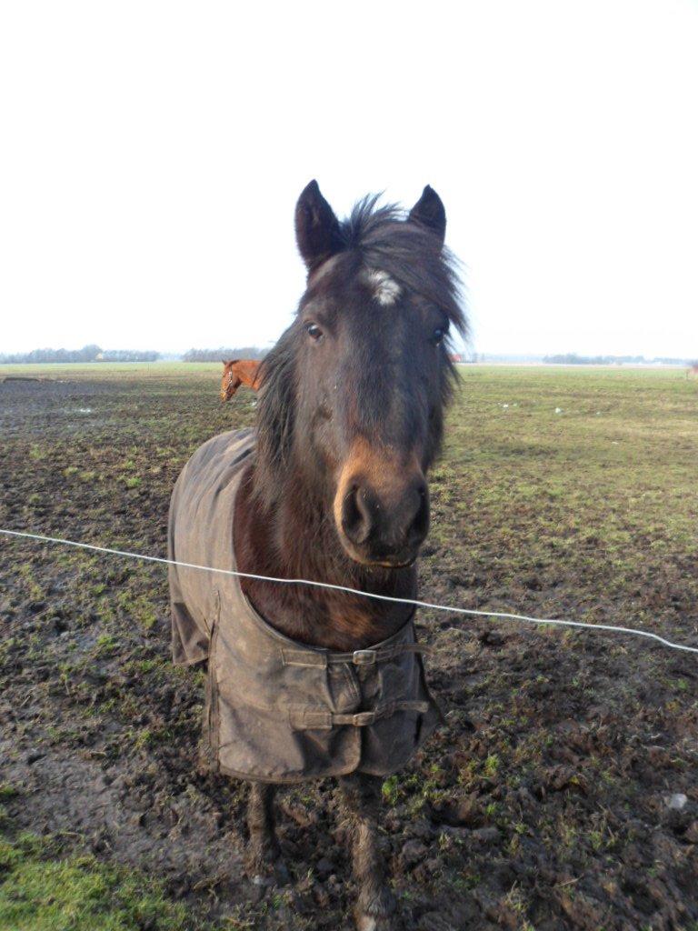 New Forest Højersmindes pride billede 18