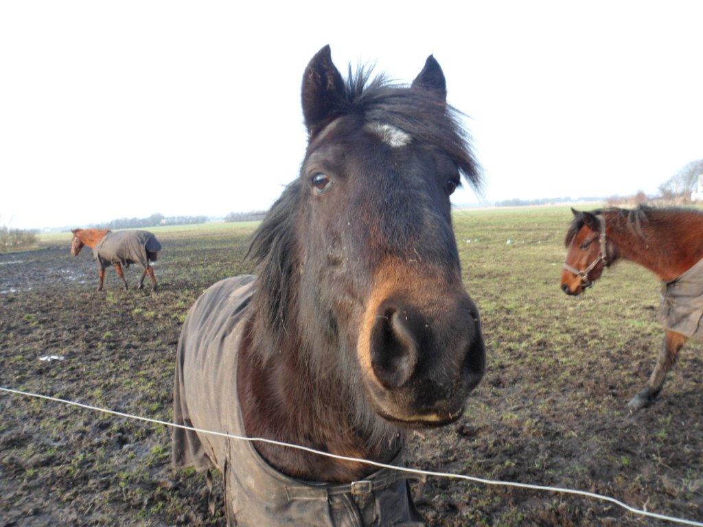 New Forest Højersmindes pride billede 7