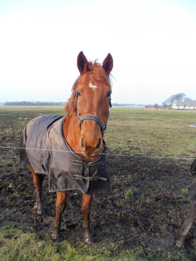 Fuldblod (XX) Jasmin - vinter 14 billede 20