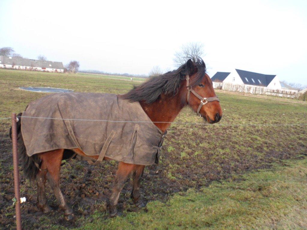 Anden særlig race Højersmindes Ofelia billede 12