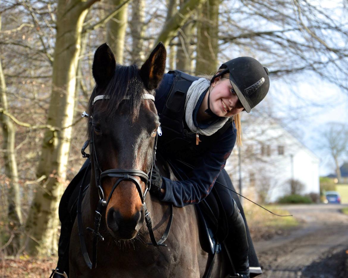 Dansk Varmblod Safir Kilen - Februar 2015. Foto: Andrea Lundgaard. billede 8