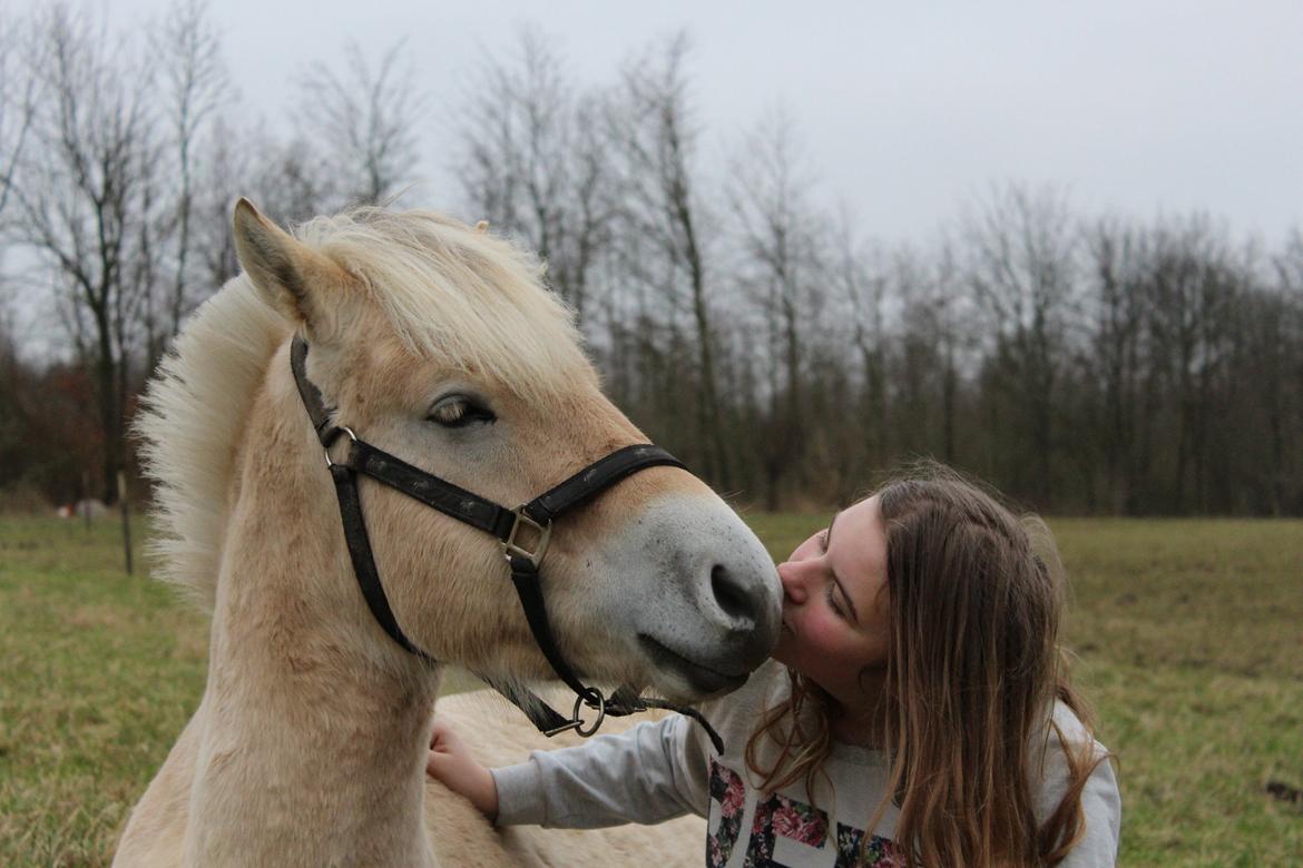 Fjordhest Lau billede 6