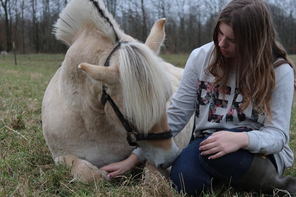 Fjordhest Lau billede 5