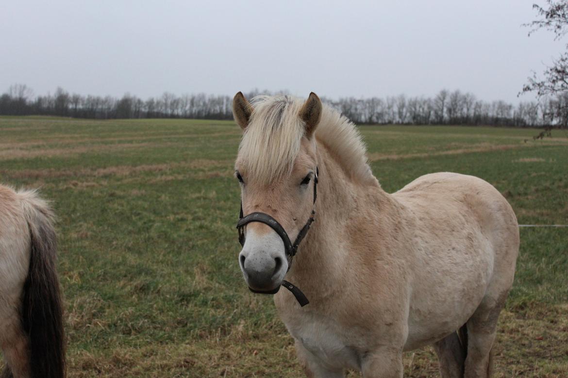 Fjordhest Lau billede 4