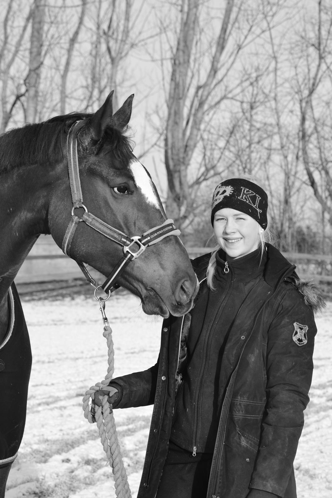 Dansk Varmblod Ejerbækgårds Zaggary -Røde billede 4