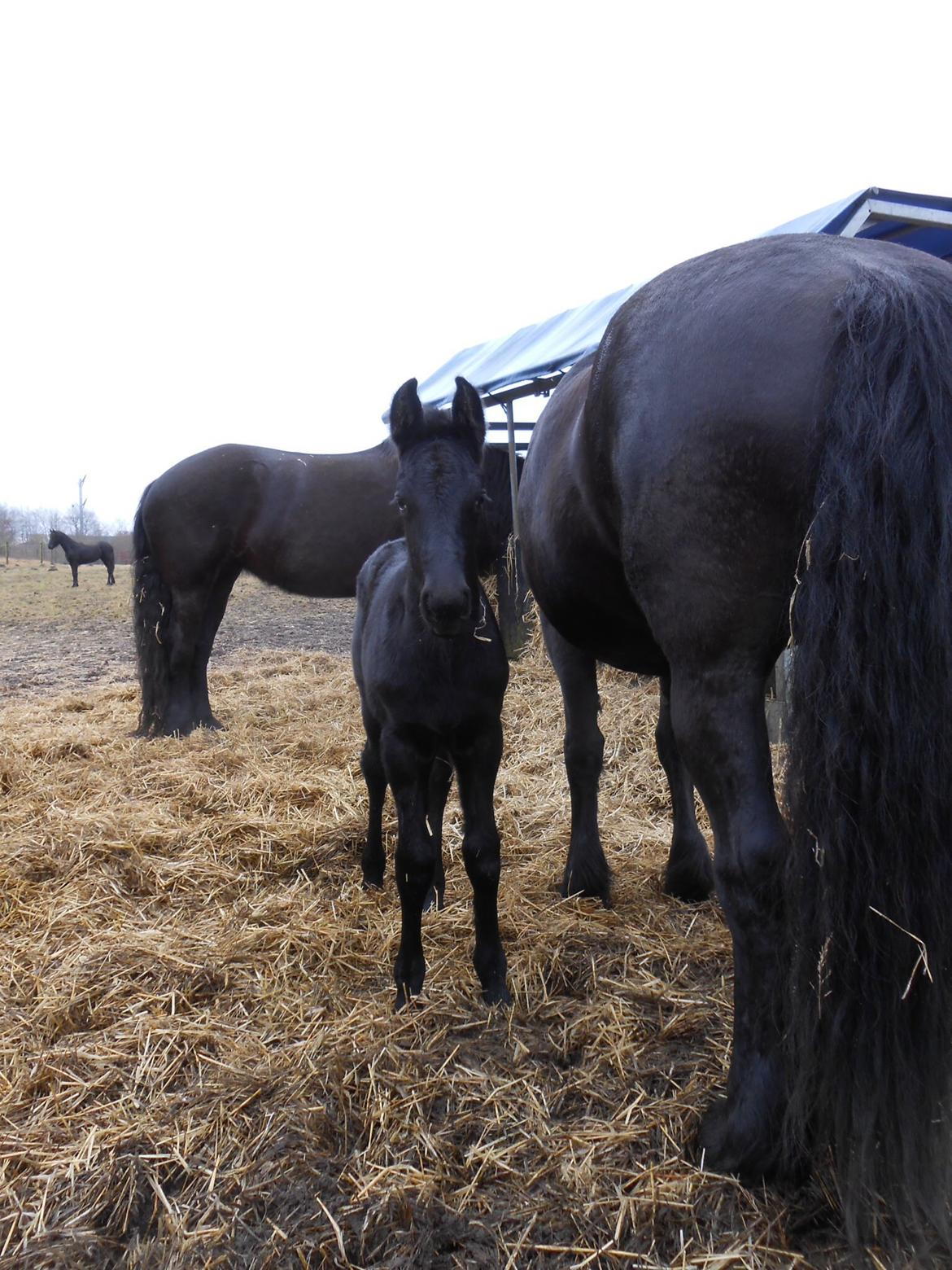 Frieser Wilma von Inger-Marienlund - Her 3 uger gammel, og lille Wilma er en linse-lus!! billede 12