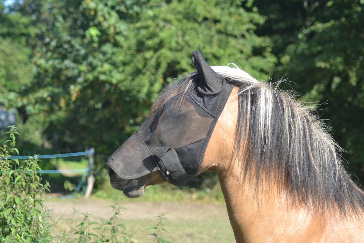 Anden særlig race Sara Bella billede 4