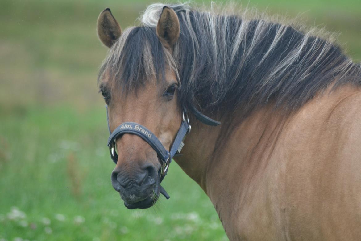 Anden særlig race Sara Bella billede 6