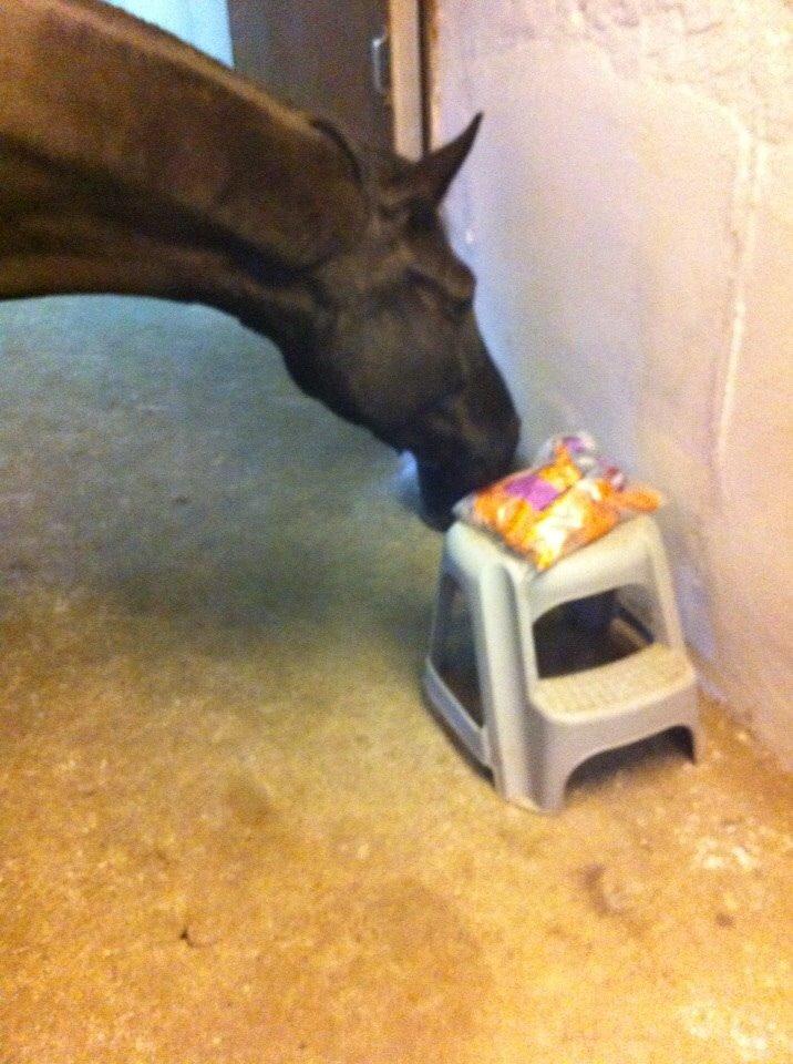 Dansk Varmblod Princess di-grea billede 13