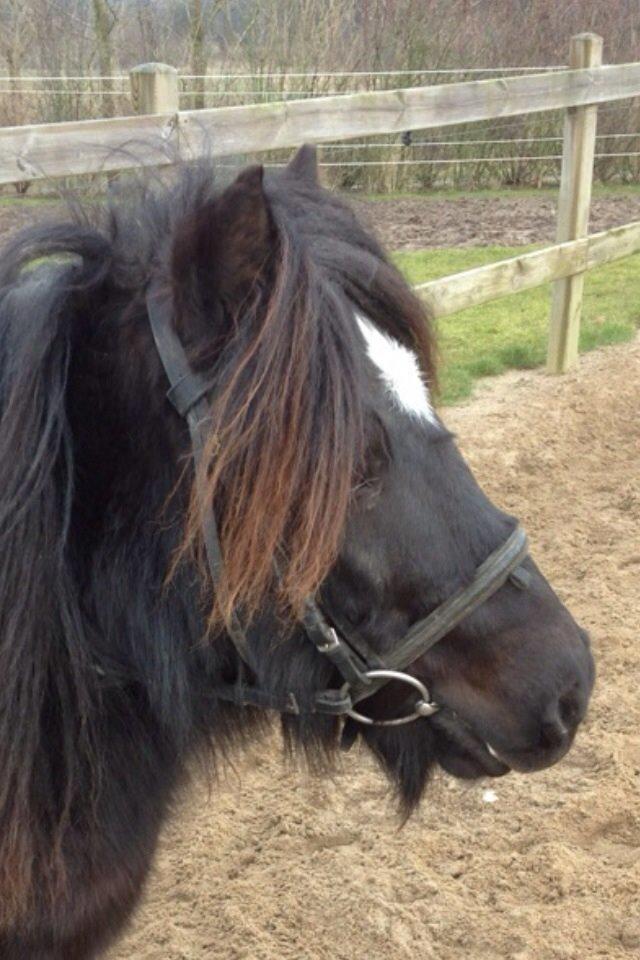 Shetlænder Mill Of Towie Country Lad billede 2