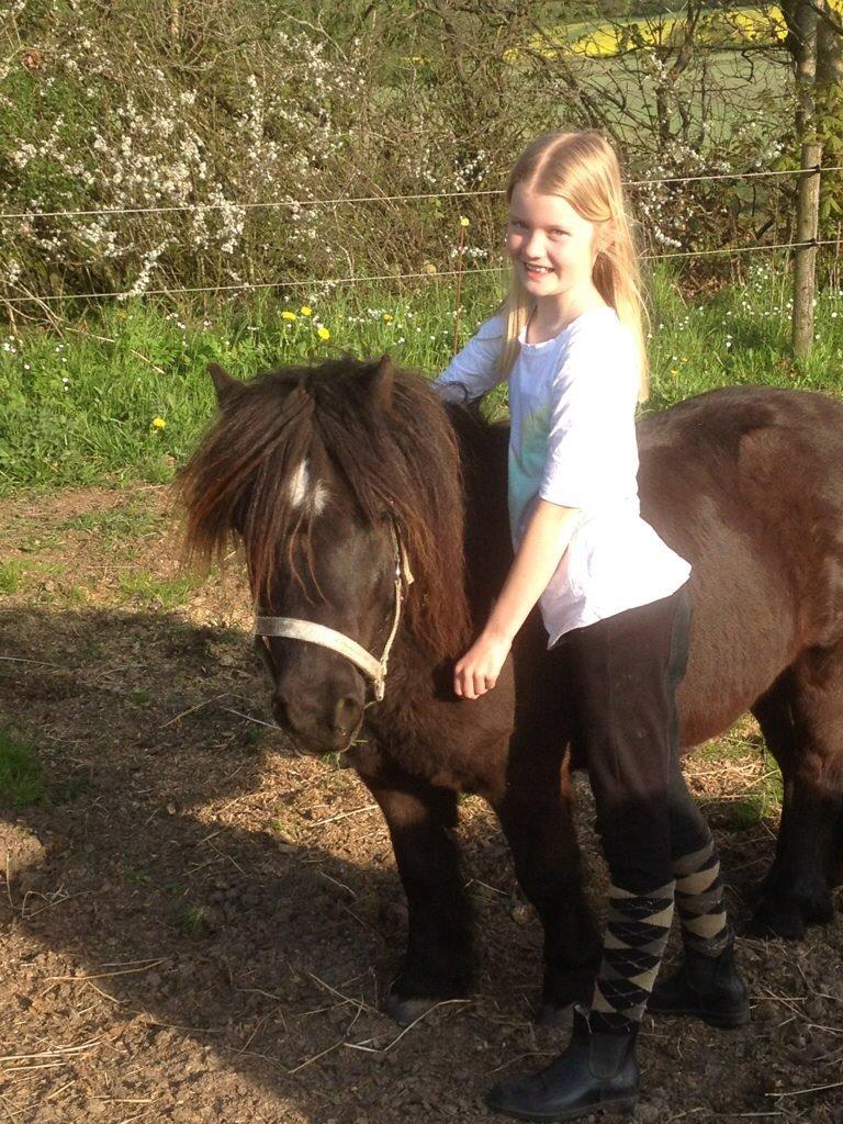 Shetlænder Mill Of Towie Country Lad - Mig og Mill billede 3