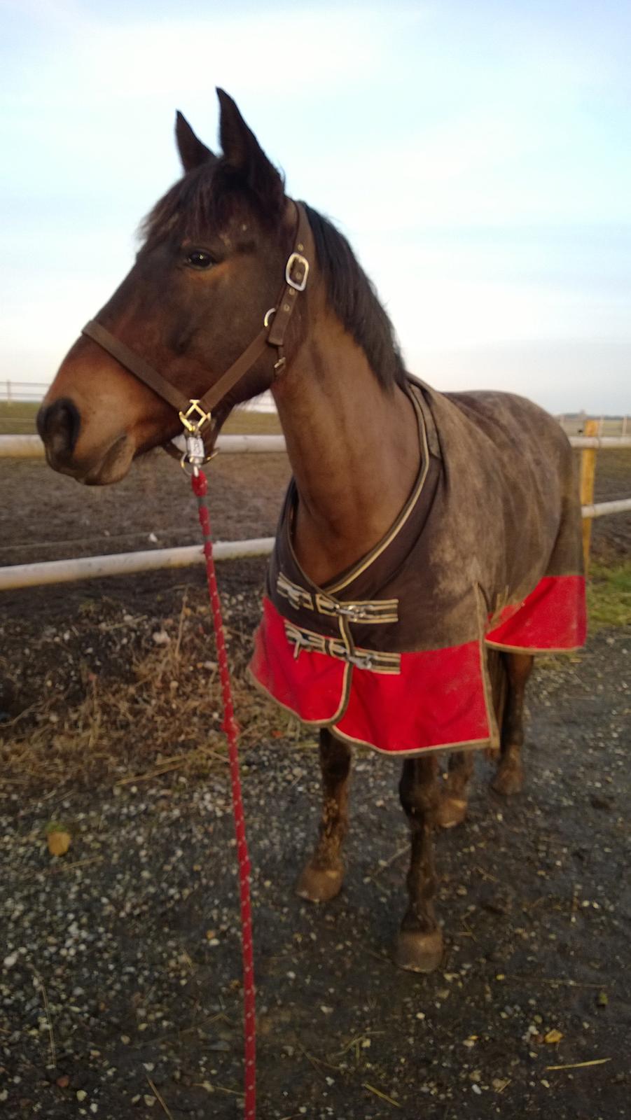 Anden særlig race Fabian R:I:P - Taget ved folden i dag 27/2-2015 billede 14