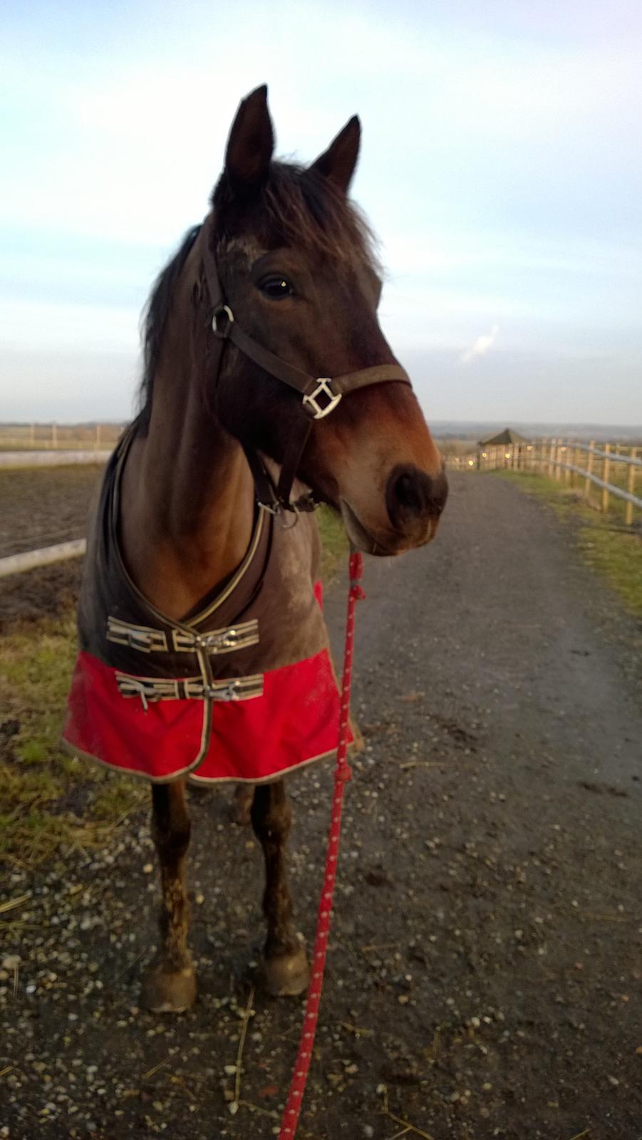 Anden særlig race Fabian R:I:P - Taget ved folden i dag 27/2-2015 billede 13