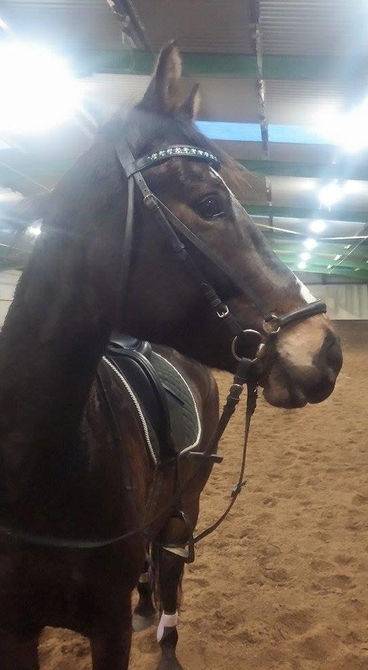 Tysk Varmblod Ramonas Saxo billede 6