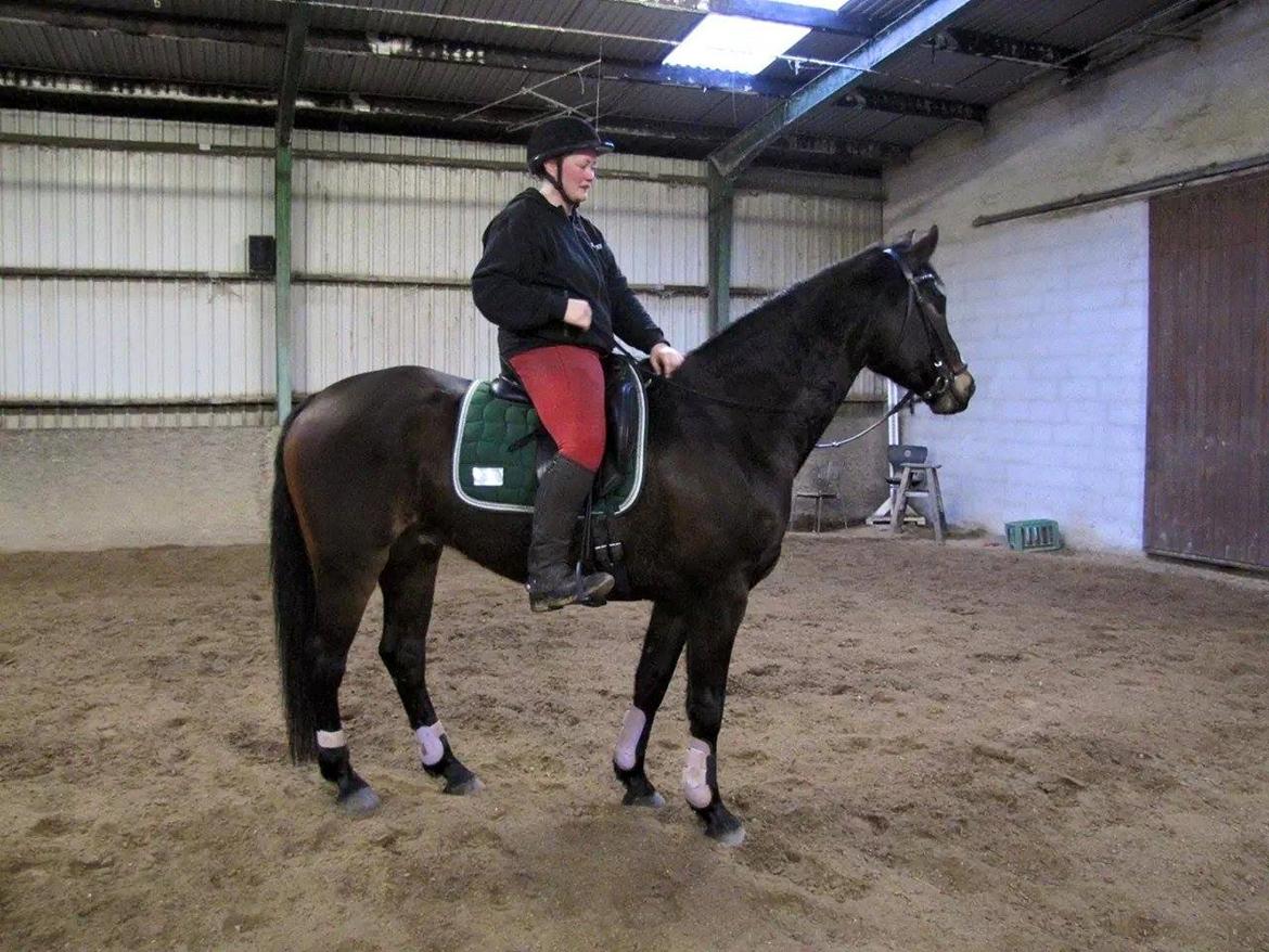 Tysk Varmblod Ramonas Saxo billede 7