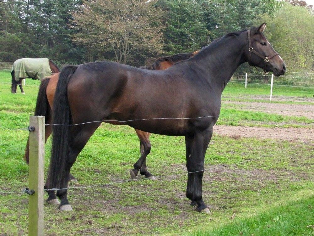 Tysk Varmblod Ramonas Saxo billede 5