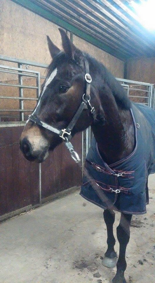 Tysk Varmblod Ramonas Saxo billede 9