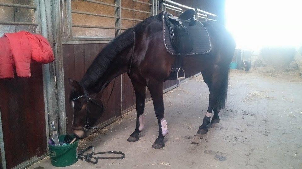 Tysk Varmblod Ramonas Saxo billede 10