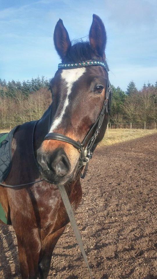 Tysk Varmblod Ramonas Saxo billede 11