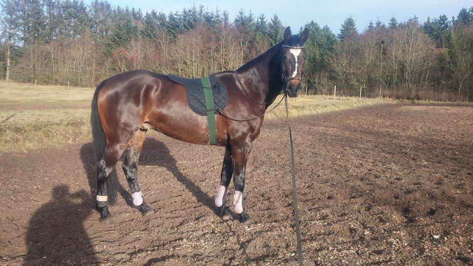 Tysk Varmblod Ramonas Saxo billede 12