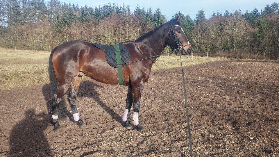 Tysk Varmblod Ramonas Saxo billede 13