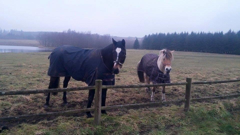 Tysk Varmblod Ramonas Saxo billede 8