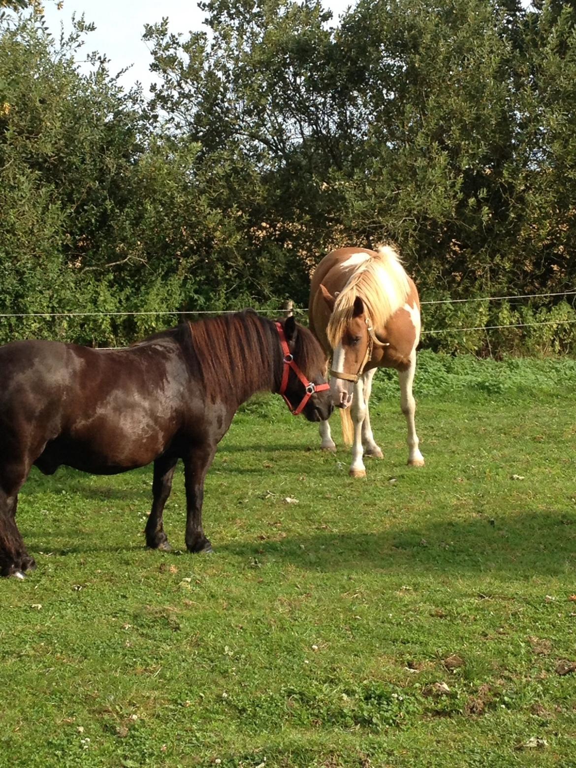 Shetlænder Mill Of Towie Country Lad - Mill og Chila:) En sommer dag billede 7