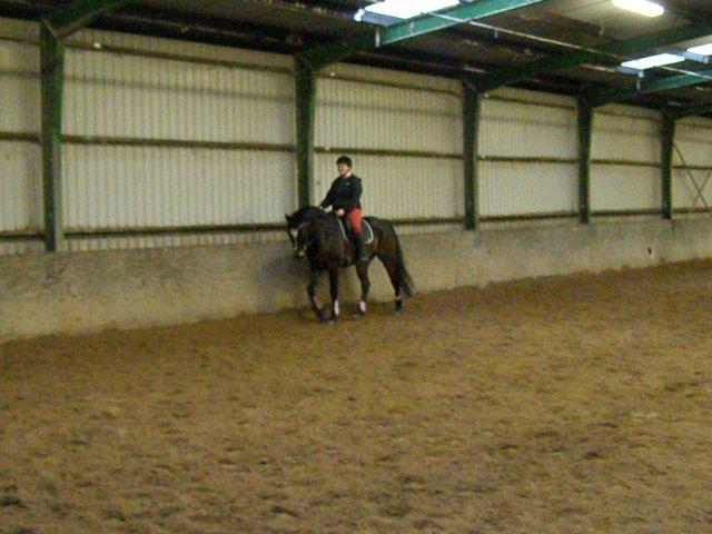 Tysk Varmblod Ramonas Saxo billede 14