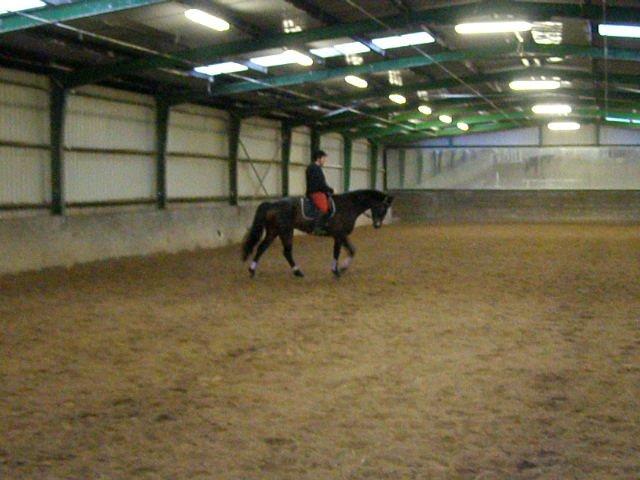 Tysk Varmblod Ramonas Saxo billede 16