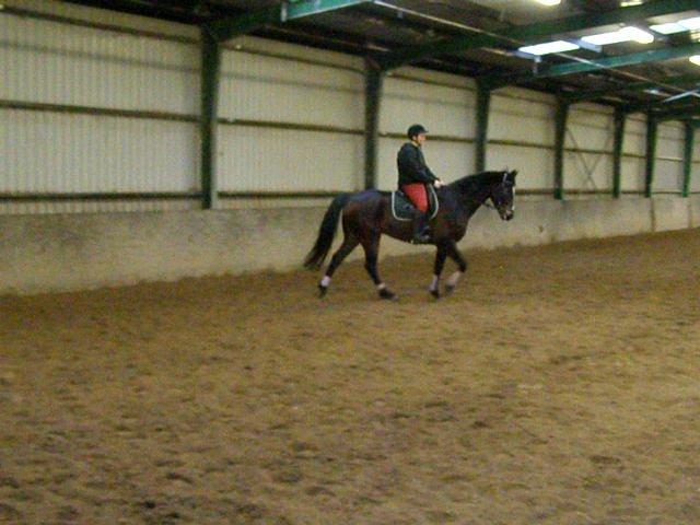 Tysk Varmblod Ramonas Saxo billede 15