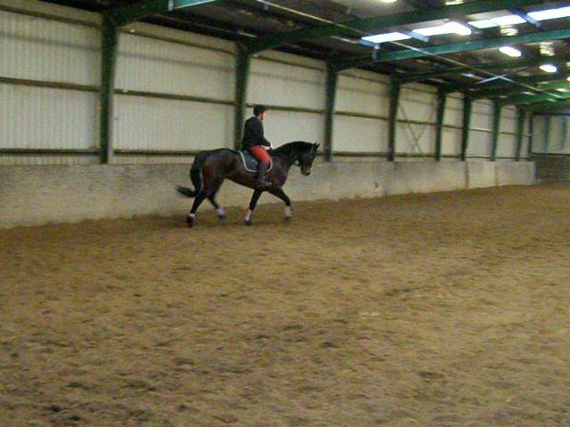 Tysk Varmblod Ramonas Saxo billede 18