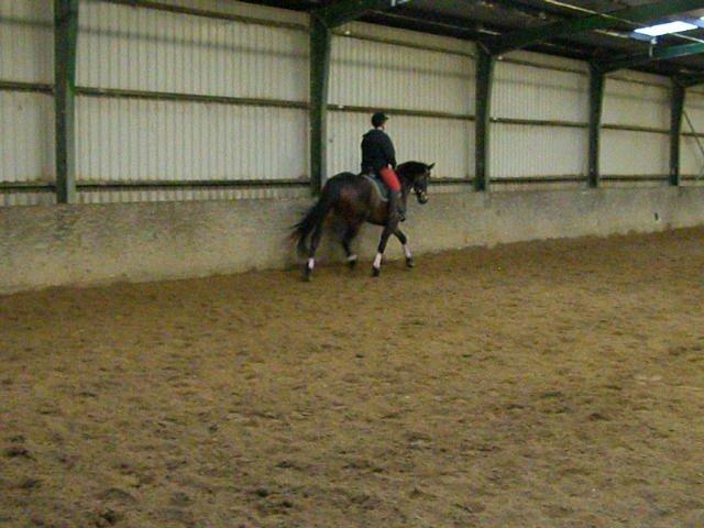 Tysk Varmblod Ramonas Saxo billede 19