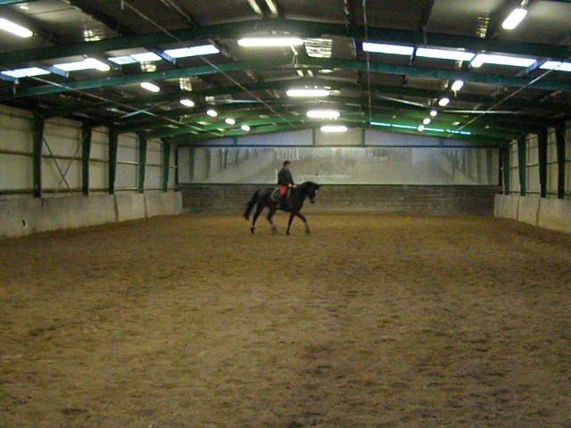 Tysk Varmblod Ramonas Saxo billede 21