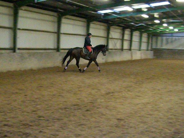 Tysk Varmblod Ramonas Saxo billede 17