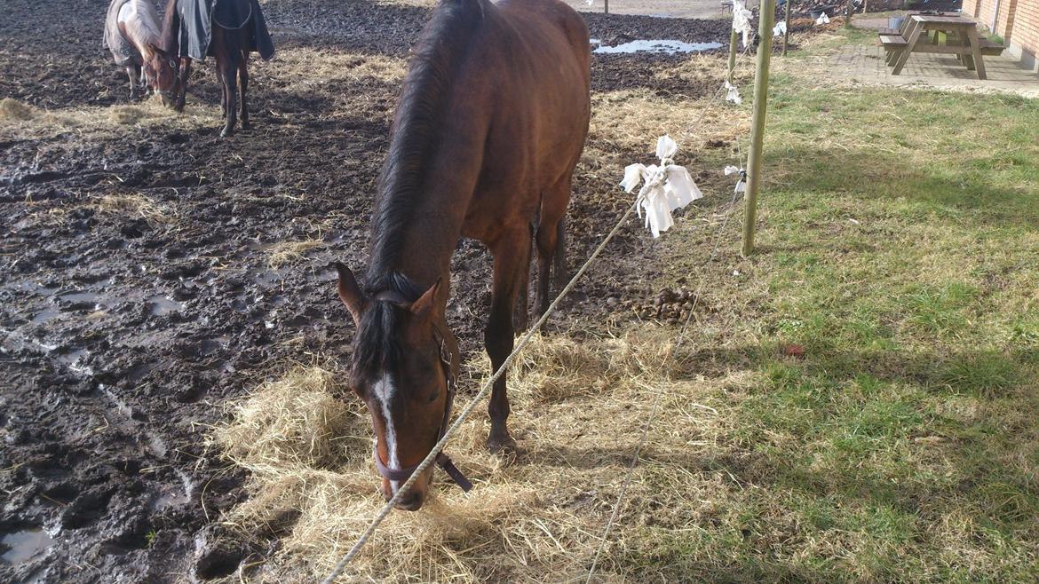 Pinto Araber MariBos Wish Me Spots (AKA Lillebror) billede 16