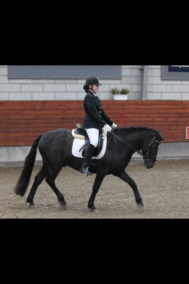 Pinto Galoply´s Marster billede 17