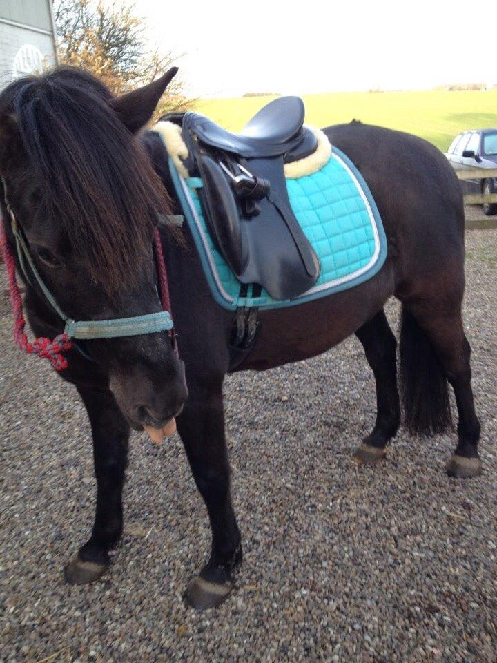 Pinto Galoply´s Marster billede 13