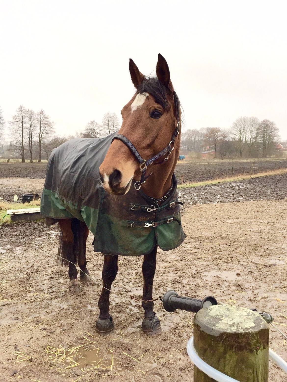 Dansk Varmblod Sascha billede 17