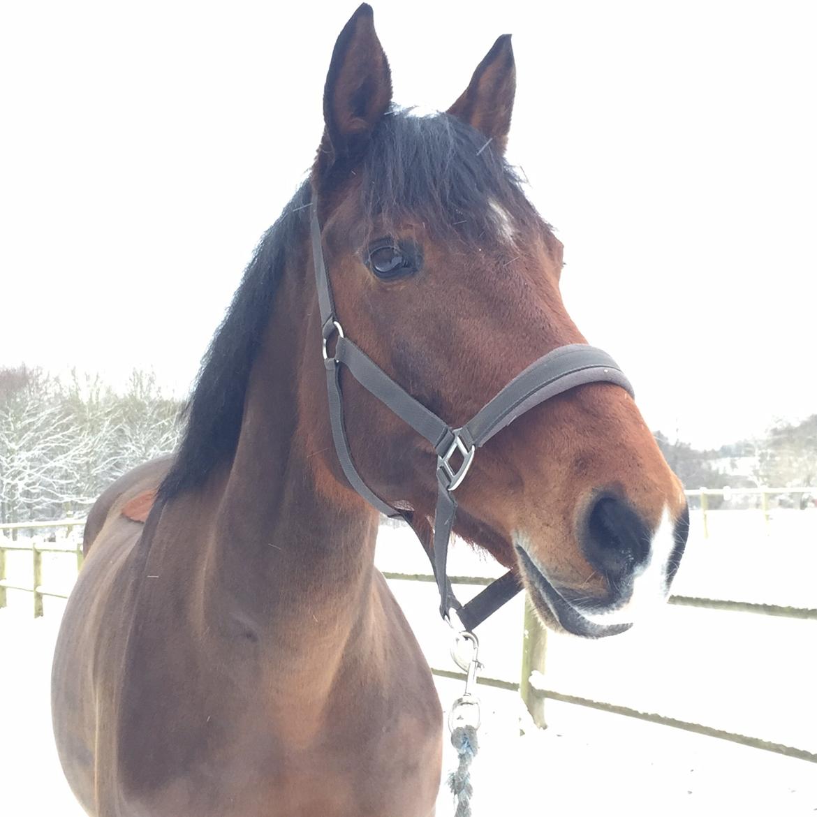 Dansk Varmblod Sascha billede 19