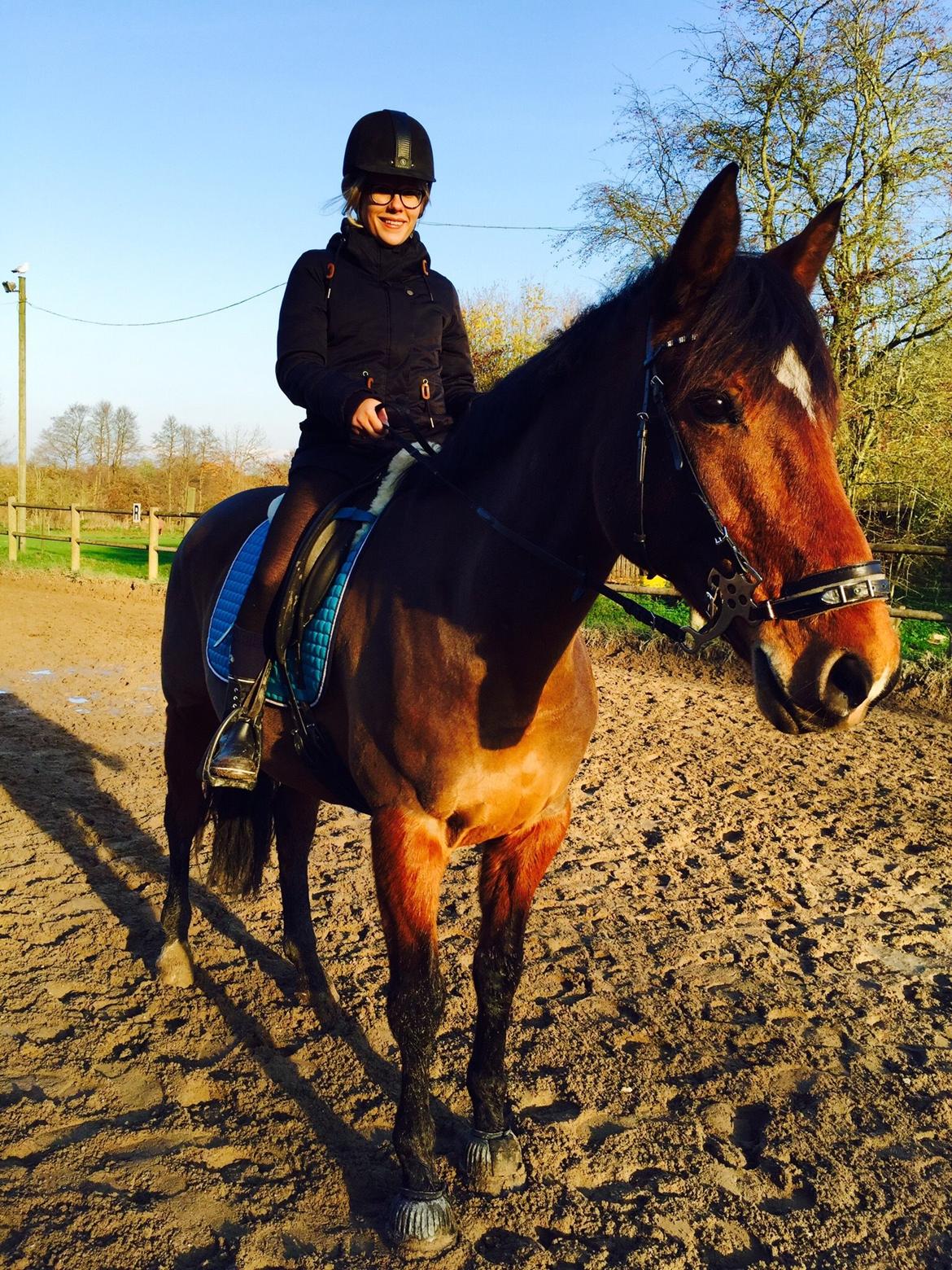 Dansk Varmblod Sascha billede 20